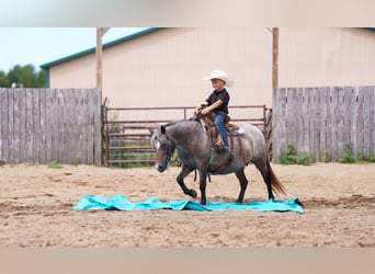 Pony delle Americhe, Giumenta, 11 Anni, 114 cm, Baio roano