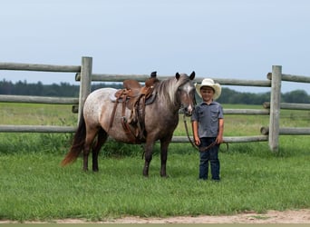 Pony delle Americhe, Giumenta, 11 Anni, 114 cm, Baio roano