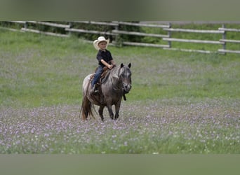 Pony delle Americhe, Giumenta, 11 Anni, 114 cm, Baio roano