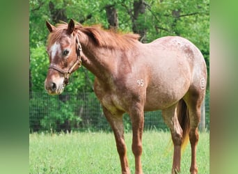 Pony delle Americhe, Giumenta, 12 Anni, 132 cm, Sauro scuro