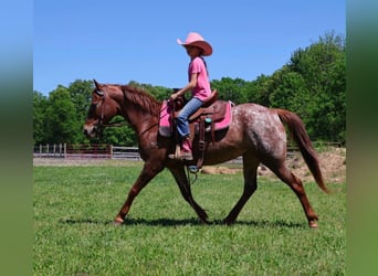 Pony delle Americhe, Giumenta, 12 Anni, 132 cm, Sauro scuro