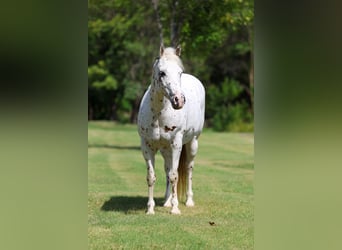 Pony delle Americhe, Giumenta, 14 Anni