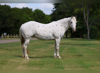 Pony delle Americhe, Giumenta, 14 Anni