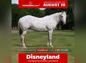 Pony delle Americhe, Giumenta, 14 Anni