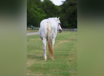 Pony delle Americhe, Giumenta, 14 Anni