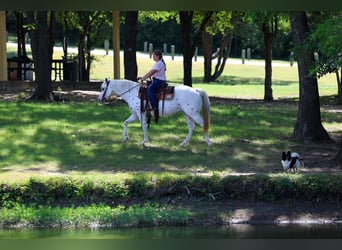 Pony delle Americhe, Giumenta, 14 Anni