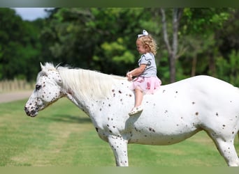 Pony delle Americhe, Giumenta, 14 Anni