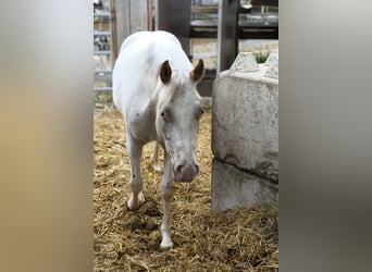 Pony delle Americhe, Giumenta, 2 Anni, 140 cm, Grigio rossastro