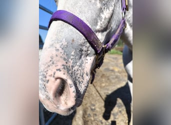 Pony delle Americhe, Giumenta, 2 Anni, 140 cm, Grigio rossastro