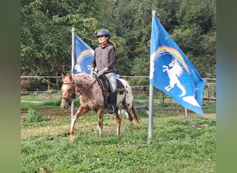 Pony delle Americhe, Giumenta, 3 Anni, 135 cm, Leopard