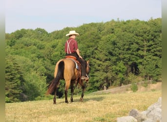 Pony delle Americhe, Giumenta, 4 Anni, 137 cm, Pelle di daino