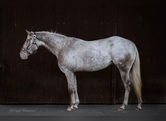 Pony delle Americhe, Giumenta, 4 Anni, 142 cm, Leopard