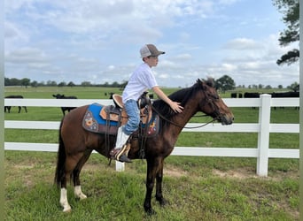 Pony delle Americhe, Giumenta, 6 Anni, 127 cm, Baio ciliegia