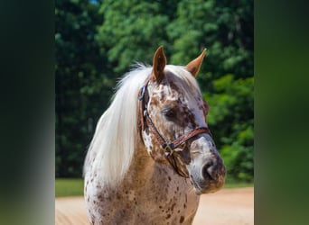 Pony delle Americhe, Giumenta, 6 Anni, Sauro scuro