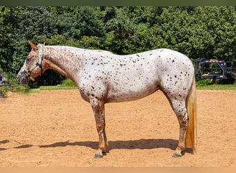 Pony delle Americhe, Giumenta, 6 Anni, Sauro scuro