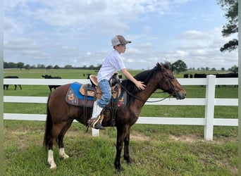 Pony delle Americhe, Giumenta, 7 Anni, 127 cm, Baio ciliegia