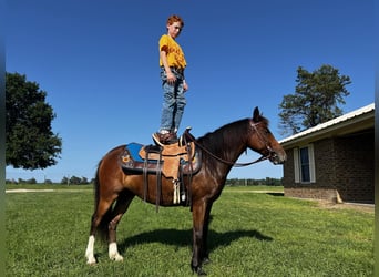 Pony delle Americhe, Giumenta, 7 Anni, 127 cm, Baio ciliegia