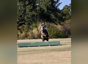 Pony delle Americhe, Giumenta, 7 Anni, 142 cm, Palomino
