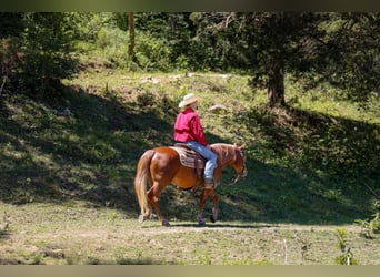 Pony delle Americhe, Giumenta, 7 Anni, 142 cm, Sauro ciliegia