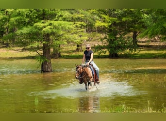Pony delle Americhe, Giumenta, 8 Anni, Sauro scuro
