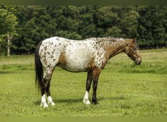 Pony delle Americhe, Giumenta, 8 Anni, Sauro scuro