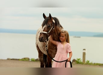 Pony delle Americhe, Giumenta, 8 Anni, Sauro scuro