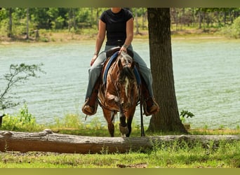 Pony delle Americhe, Giumenta, 8 Anni, Sauro scuro