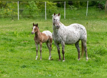 Pony delle Americhe, Giumenta, Puledri
 (04/2023), 140 cm