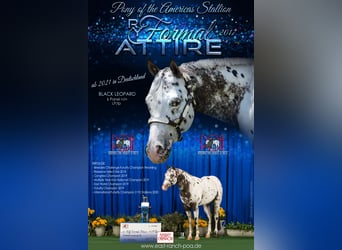 Pony delle Americhe, Giumenta, Puledri
 (04/2023), 140 cm