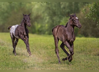 Pony delle Americhe, Giumenta, Puledri
 (04/2024), 140 cm, Morello