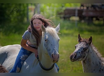 Pony delle Americhe, Giumenta, Puledri
 (04/2024), 140 cm, Morello