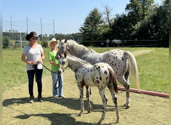 Pony delle Americhe, Stallone, 1 Anno, 135 cm, Leopard