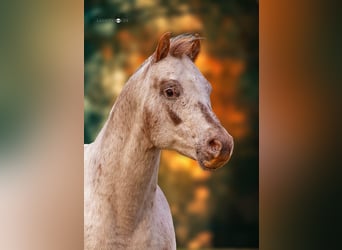 Pony delle Americhe, Stallone, 21 Anni, 135 cm, Sauro scuro