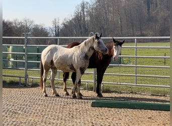 Pony delle Americhe, Stallone, 3 Anni, 140 cm, Leopard