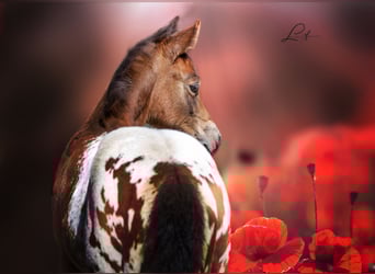 Pony delle Americhe, Stallone, 3 Anni