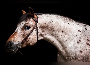 Pony delle Americhe, Stallone, 25 Anni, 142 cm, Baio