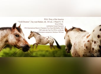 Pony delle Americhe, Stallone, 26 Anni, 142 cm, Baio