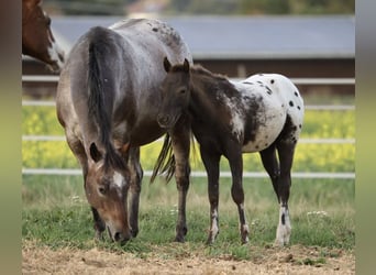 Pony delle Americhe, Stallone, Puledri (05/2026), 120 cm, Leopard