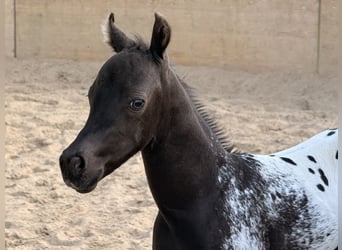 Pony delle Americhe, Stallone, Puledri (05/2026), 120 cm, Leopard