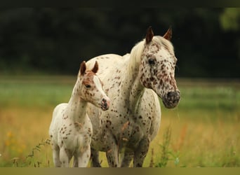 Pony delle Americhe, Stallone, Puledri (06/2025), 138 cm, Leopard