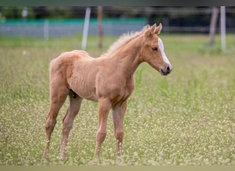 Pony delle Americhe, Stallone, Puledri
 (04/2023), 145 cm, Palomino