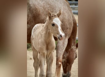 Pony delle Americhe, Stallone, Puledri (01/2026), 145 cm, Red dun