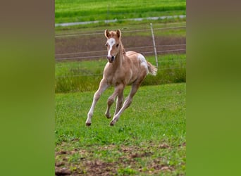 Pony delle Americhe, Stallone, Puledri (01/2026), 145 cm, Red dun