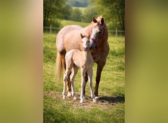 Pony delle Americhe, Stallone, Puledri (01/2026), 145 cm, Red dun