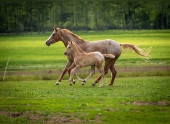 Pony delle Americhe, Stallone, Puledri (01/2026), 145 cm, Red dun