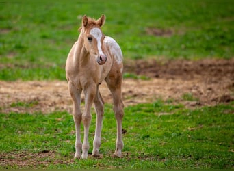 Pony delle Americhe, Stallone, Puledri (01/2026), 145 cm, Red dun