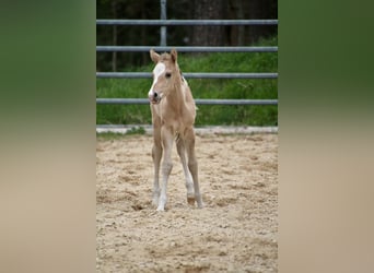 Pony delle Americhe, Stallone, Puledri (01/2026), 145 cm, Red dun