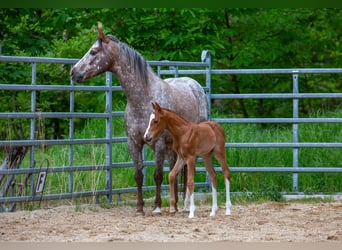 Pony delle Americhe, Stallone, Puledri (05/2026), 145 cm, Sauro