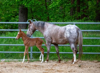 Pony delle Americhe, Stallone, Puledri (05/2026), 145 cm, Sauro