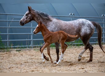 Pony delle Americhe, Stallone, Puledri (05/2026), 145 cm, Sauro